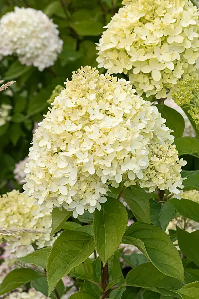 675111 - Hortensia paniculé (Hydrangea paniculata 'Little Lime')