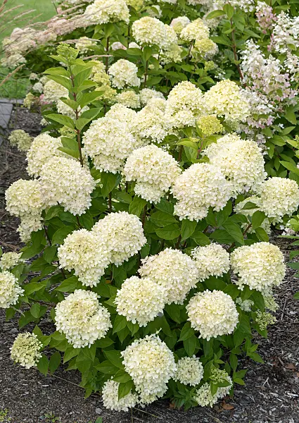 675112 - Hortensia paniculé (Hydrangea paniculata 'Little Lime')