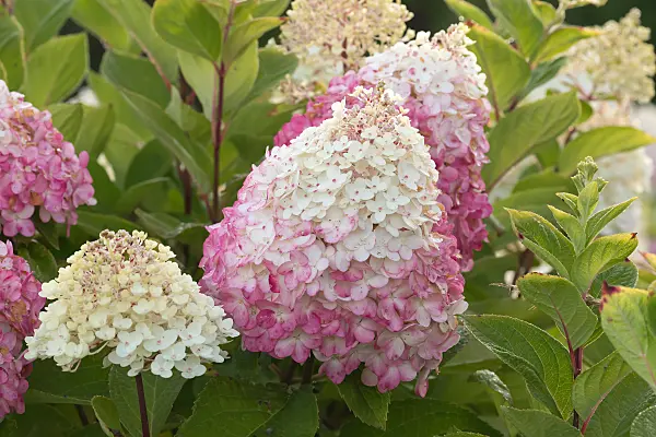 675117 - Hortensia paniculé (Hydrangea paniculata 'Living Colourful Cocktail')