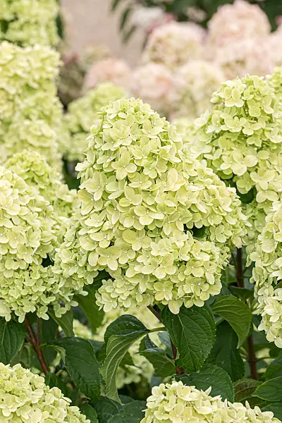 675121 - Hortensia paniculé (Hydrangea paniculata 'Living Little Passion')