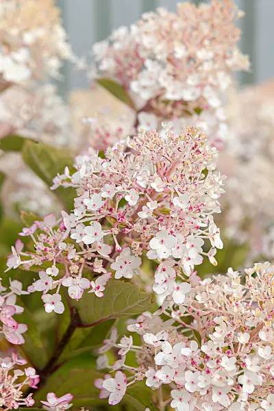 675126 - Hortensia paniculé (Hydrangea paniculata 'Living Little Rosy')