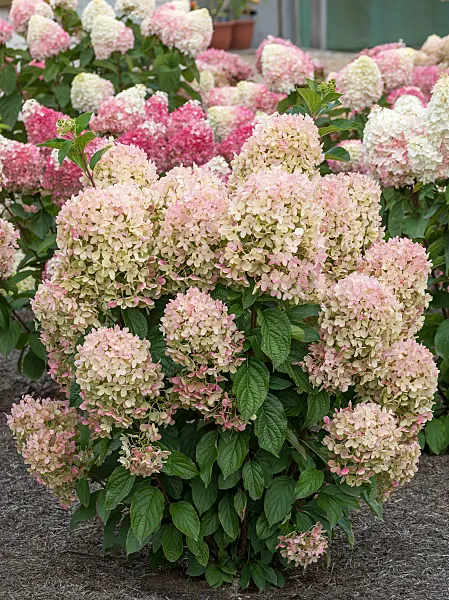 675128 - Hortensia paniculé (Hydrangea paniculata 'Living Milk & Honey')