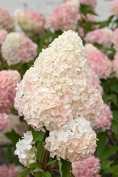 675130 - Hortensia paniculé (Hydrangea paniculata 'Living Pink & Rose')