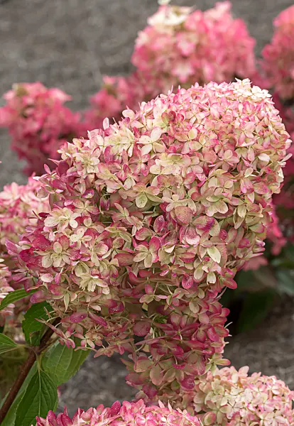 675134 - Hortensia paniculé (Hydrangea paniculata 'Living Royal Flower')