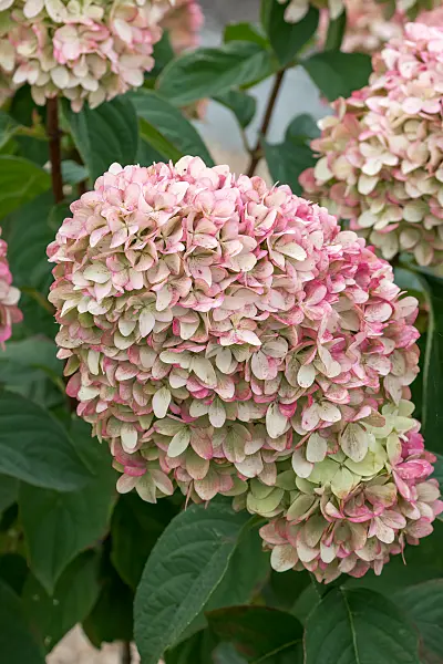 675142 - Hortensia paniculé (Hydrangea paniculata 'Magical Kilimanjaro')