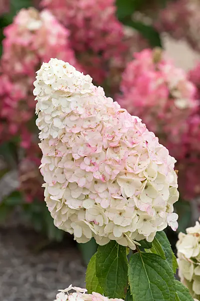 675144 - Hortensia paniculé (Hydrangea paniculata 'Magical Mont Blanc')