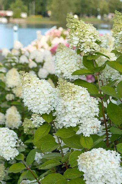 675146 - Hortensia paniculé (Hydrangea paniculata 'Magical Moon Light')