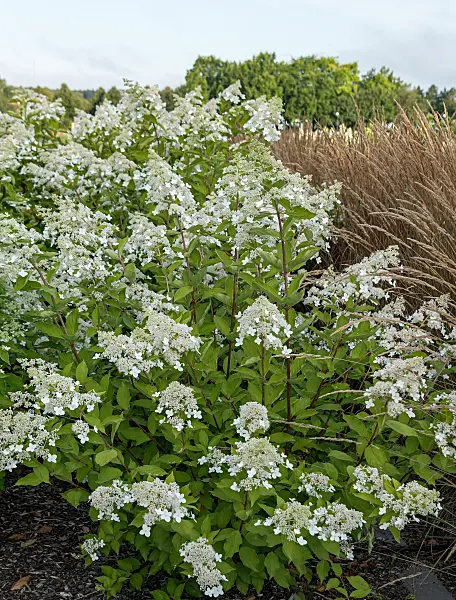 675089 - Hortensia paniculé (Hydrangea paniculata 'National Arboretum')