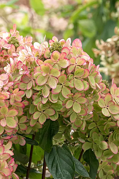 675153 - Hortensia paniculé (Hydrangea paniculata 'Pastelgreen')