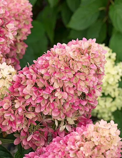 675158 - Hortensia paniculé (Hydrangea paniculata 'Redlight')