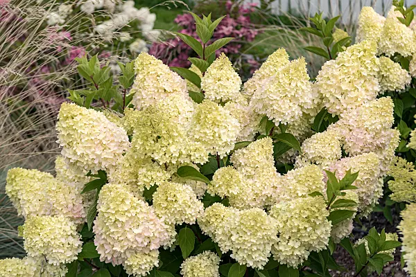 675161 - Hortensia paniculé (Hydrangea paniculata 'Redlight')