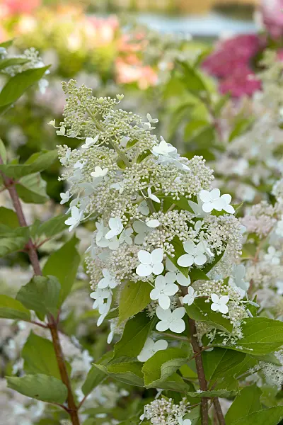 675092 - Hortensia paniculé (Hydrangea paniculata 'Tardiva')