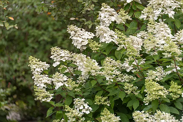 675097 - Hortensia paniculé (Hydrangea paniculata 'Unique')