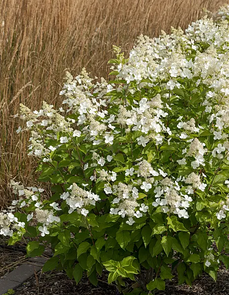 675100 - Hortensia paniculé (Hydrangea paniculata 'White Lace')