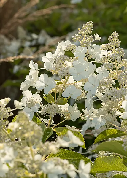 675101 - Hortensia paniculé (Hydrangea paniculata 'White Lace')