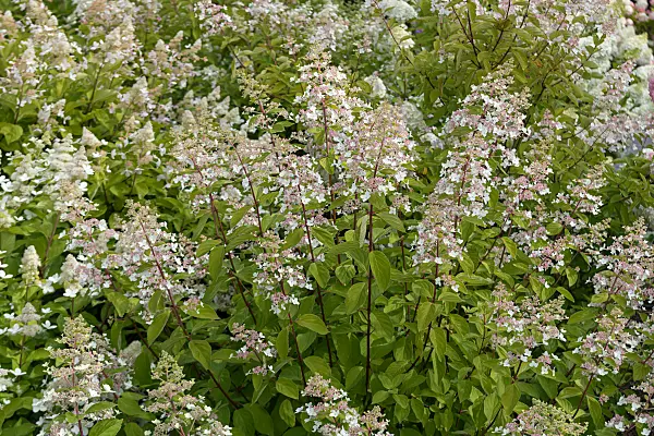 675104 - Hortensia paniculé (Hydrangea paniculata 'White Tiara')