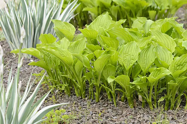 520175 - Hosta à fleurs de lis (Hosta plantaginea 'Grandiflora') et iris du Japon (Iris japonica 'Variegata')