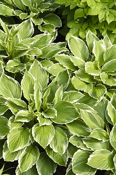 520438 - Hosta géant marginé (Hosta crispula)