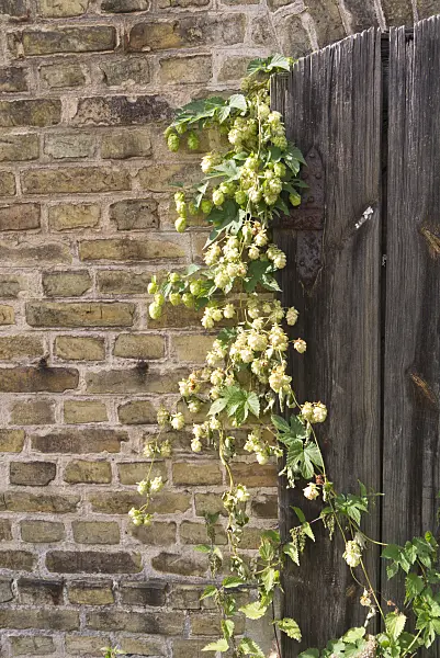 573084 - Houblon grimpant (Humulus lupulus)