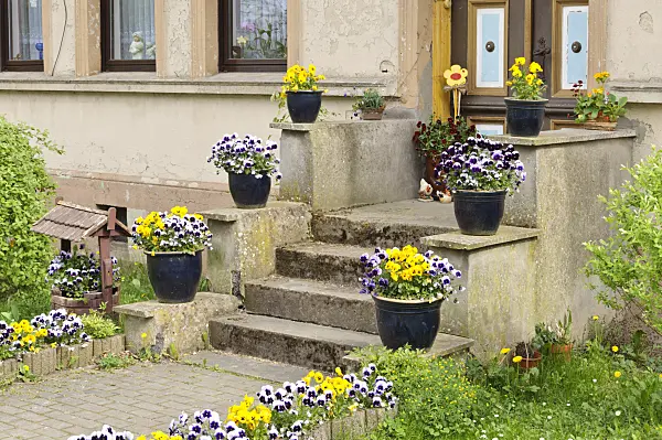 471273 - House entrance with violets in tubs