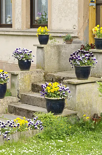 471274 - House entrance with violets in tubs