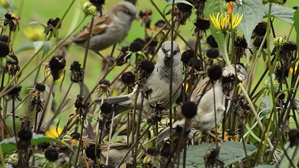 513044 - House sparrow (Passer domesticus) and orange cone flower (Rudbeckia fulgida)