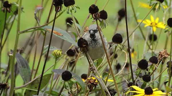 513045 - House sparrow (Passer domesticus) and orange cone flower (Rudbeckia fulgida)
