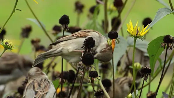 513046 - House sparrow (Passer domesticus) and orange cone flower (Rudbeckia fulgida)