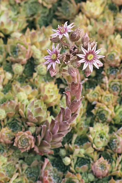 366063 - Houseleek (Sempervivum)