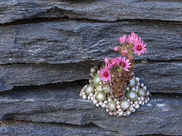 438267 - Houseleek (Sempervivum)