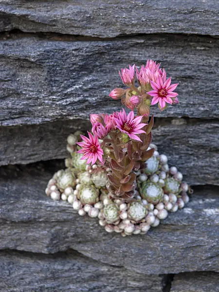 438268 - Houseleek (Sempervivum)