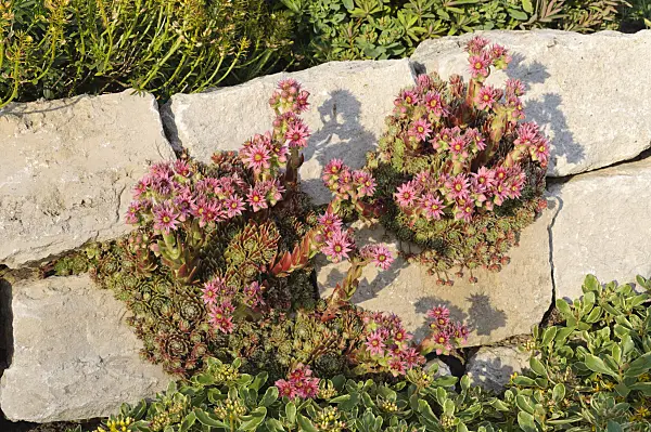 473304 - Houseleek (Sempervivum)