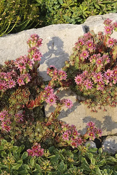 473305 - Houseleek (Sempervivum)