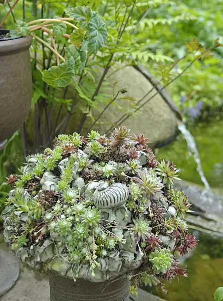 490177 - Houseleek (Sempervivum)