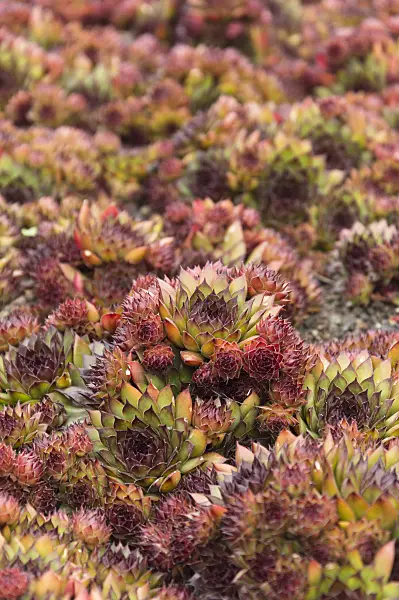 511233 - Houseleek (Sempervivum)