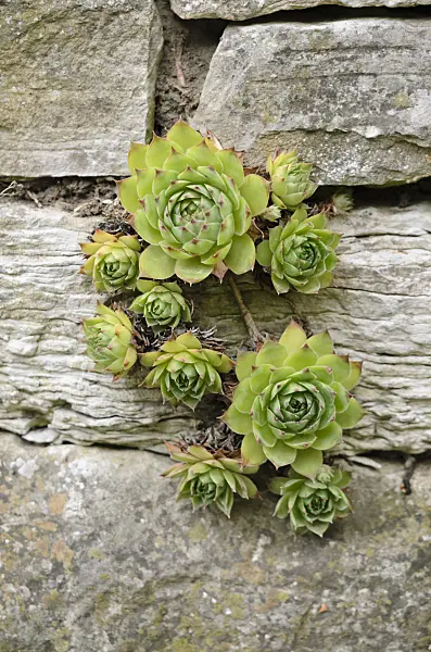 523003 - Houseleek (Sempervivum)