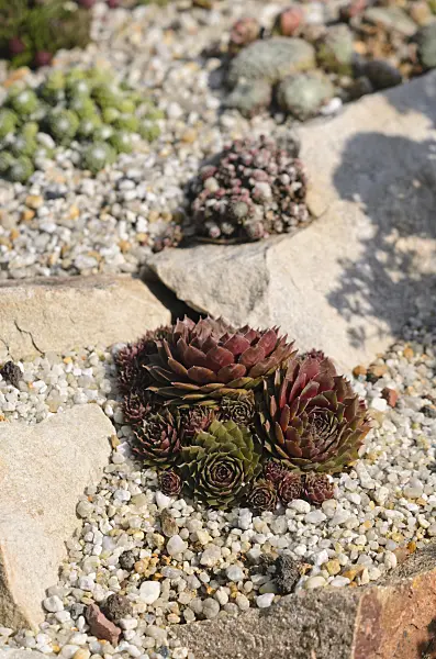 547379 - Houseleek (Sempervivum)