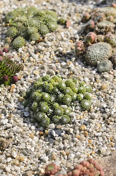 547380 - Houseleek (Sempervivum)