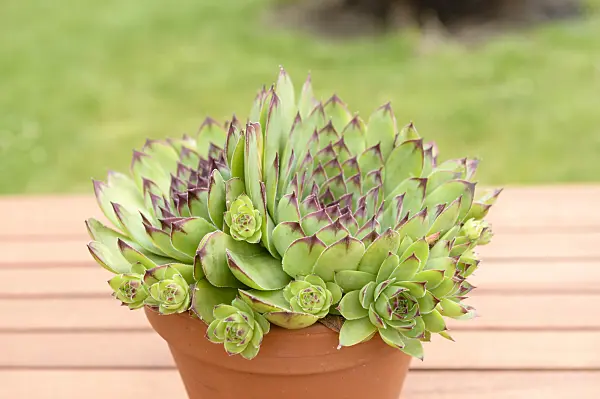 593201 - Houseleek (Sempervivum)