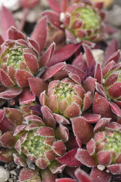 533617 - Houseleek (Sempervivum altum)