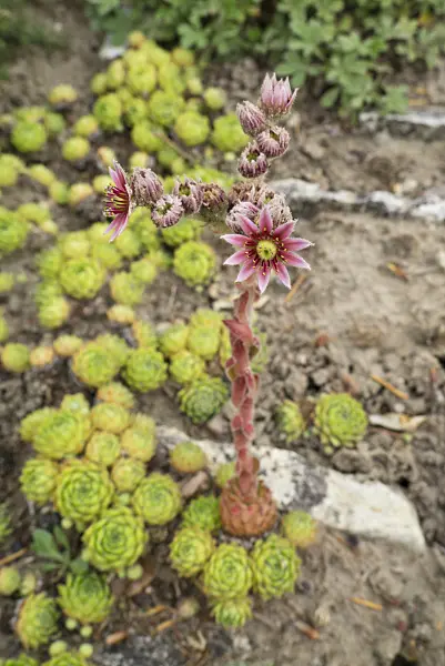 608082 - Houseleek (Sempervivum cantabricum)