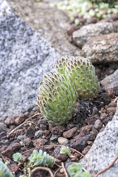 625380 - Houseleek (Sempervivum ciliosum var. borisii)