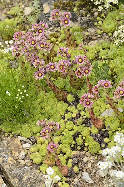 521185 - Houseleek (Sempervivum erythraeum)