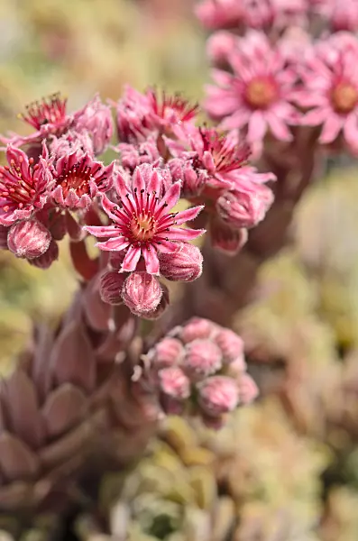 521501 - Houseleek (Sempervivum erythraeum)