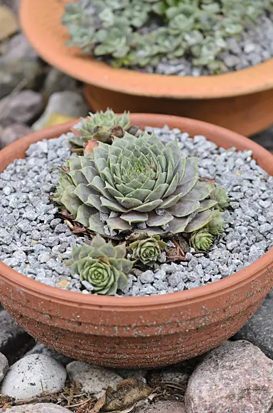 524181 - Houseleek (Sempervivum) in a clay bowl