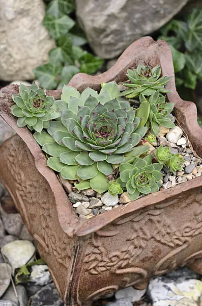 524182 - Houseleek (Sempervivum) in a clay pot