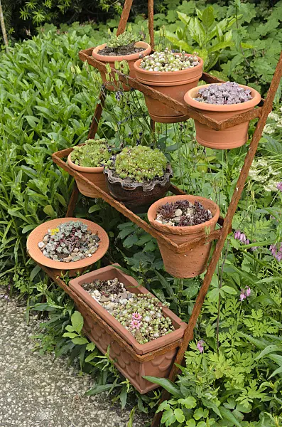 521085 - Houseleek (Sempervivum) in flower pots on a rusty etagere