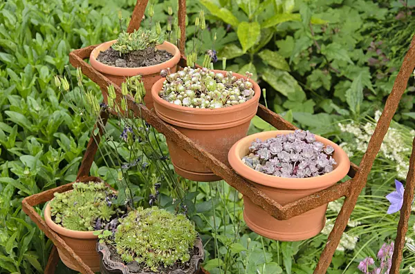 521086 - Houseleek (Sempervivum) in flower pots on a rusty etagere