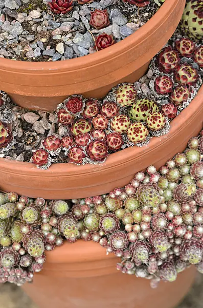 533342 - Houseleek (Sempervivum) in stacked flower pots