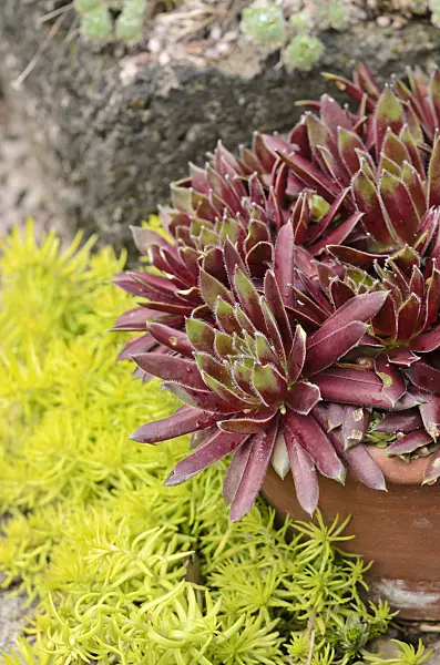 533516 - Houseleek (Sempervivum Lennik's Time)